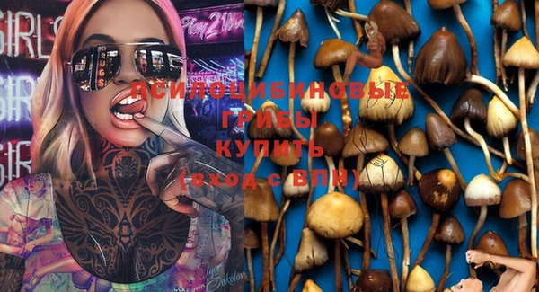 PSILOCYBIN Волосово